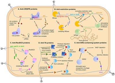 Bacteriophage strategies for overcoming host antiviral immunity